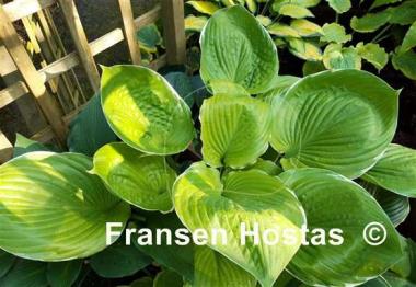 Hosta Parhelion