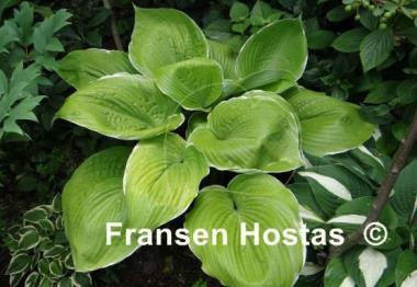 Hosta Parhelion