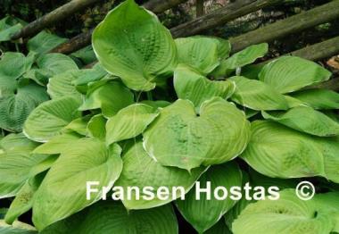 Hosta Parhelion