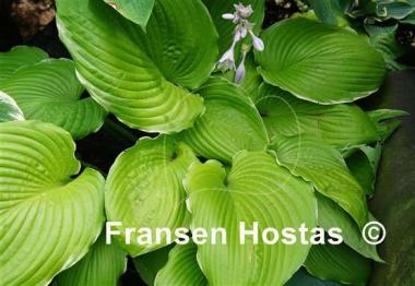 Hosta Parhelion