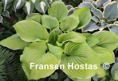 Hosta Parhelion