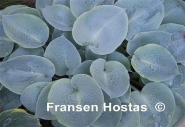 Hosta Parisian Silk