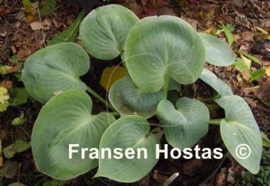 Hosta Parisian Silk