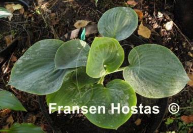 Hosta Parisian Silk