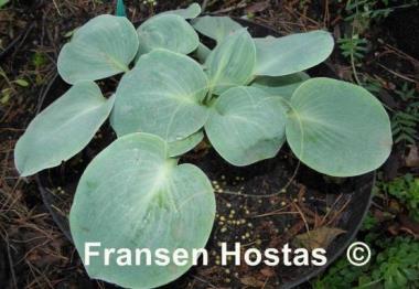 Hosta Parisian Silk
