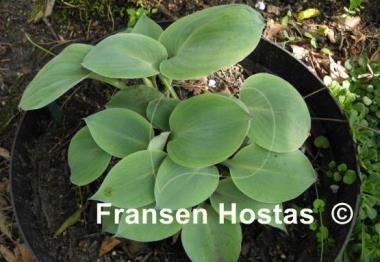 Hosta Parisian Silk