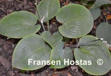 Hosta Parisian Silk