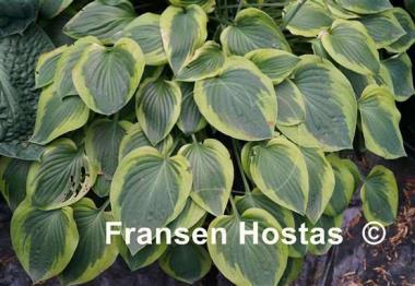 Hosta Parky's Prize