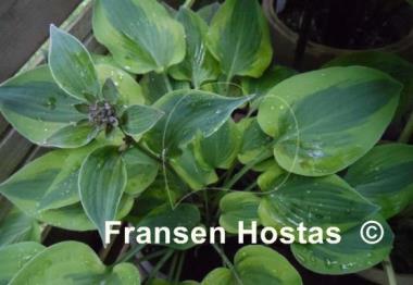 Hosta Parky's Prize
