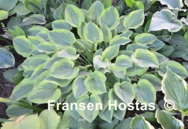 Hosta Parky's Prize