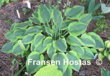 Hosta Parky's Prize