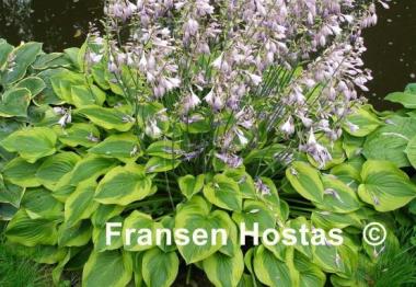 Hosta Parky's Prize