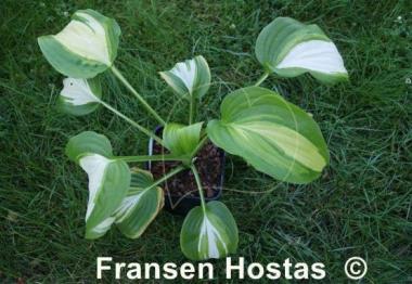 Hosta Parthenon