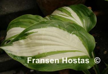 Hosta Parthenon