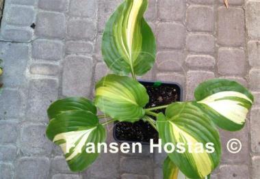 Hosta Parthenon