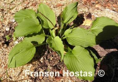 Hosta Party Favor