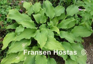 Hosta Party Favor