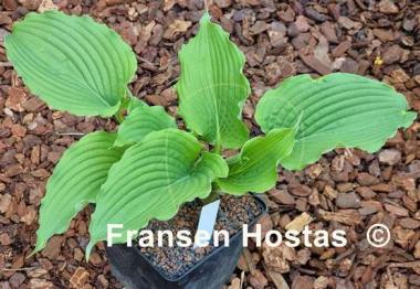 Hosta Party Favor