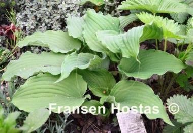 Hosta Party Favor