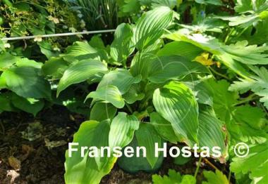 Hosta Party Favor
