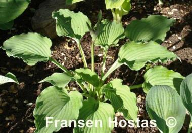 Hosta Party Favor