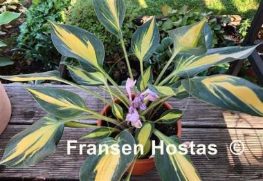 Hosta Party Popper