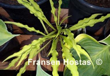 Hosta Party Streamers
