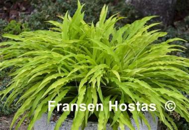 Hosta Party Streamers