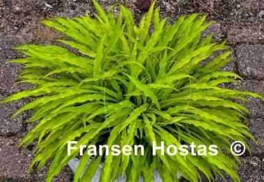 Hosta Party Streamers