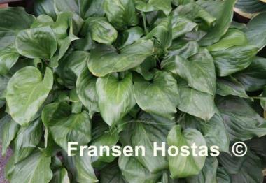 Hosta Party Time