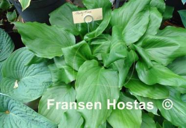 Hosta Party Time