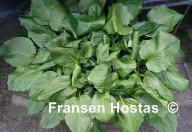 Hosta Party Time