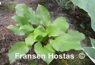 Hosta Party Time