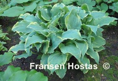 Hosta Party Trimmings