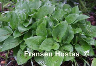 Hosta Pastures Green