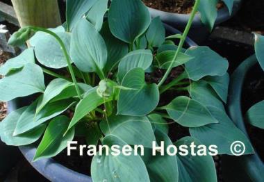 Hosta Pastures New