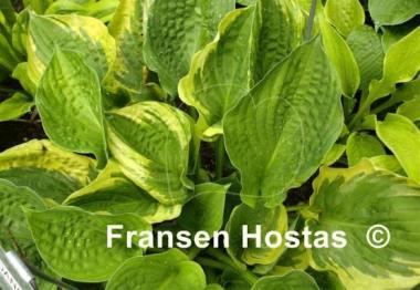 Hosta Pat Raeder