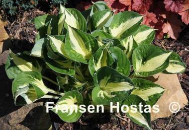 Hosta Pathfinder