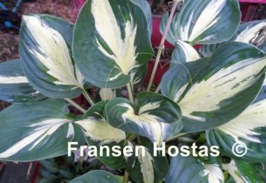 Hosta Pathfinder