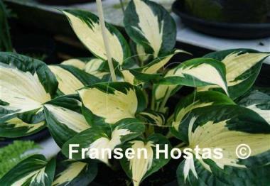 Hosta Pathfinder