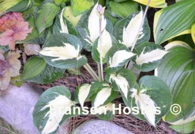 Hosta Pathfinder
