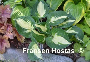 Hosta Pathfinder