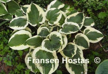 Hosta Patriot