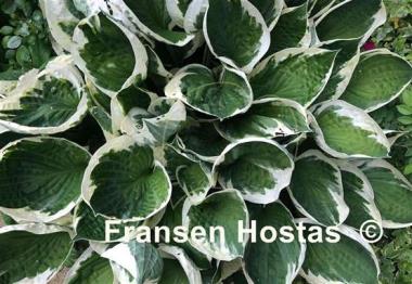 Hosta Patriot