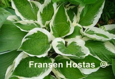 Hosta Patriot