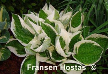 Hosta Patriot