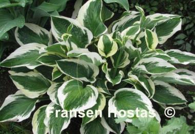 Hosta Patriot