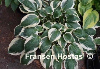 Hosta Patriot