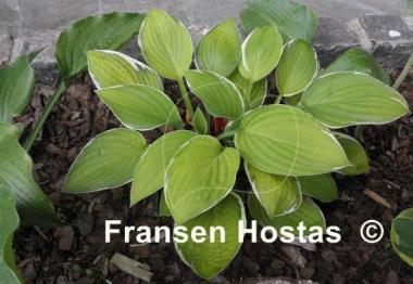 Hosta Patriot's Fire
