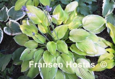 Hosta Patriot's Fire